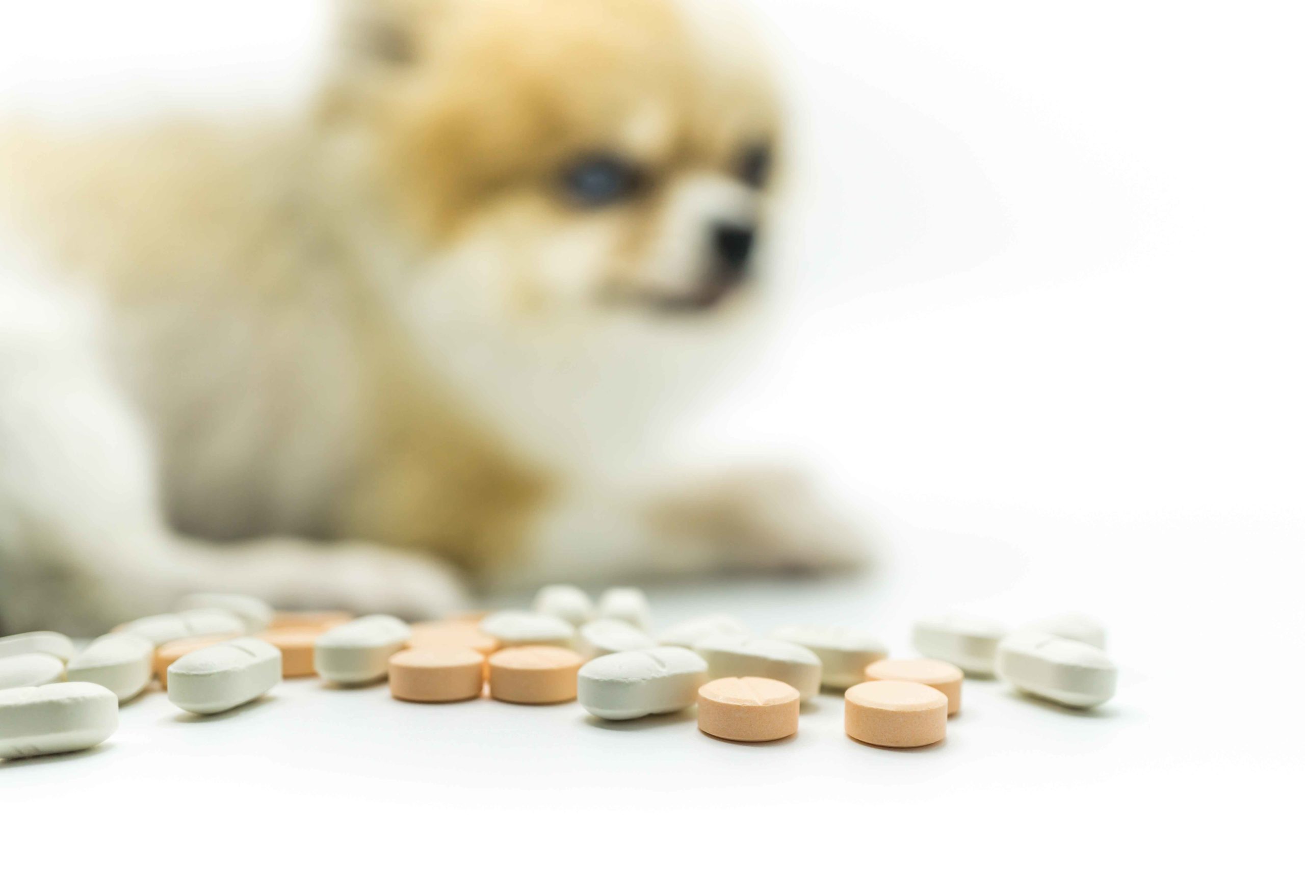 Perro de fondo con pastillas en primer plano