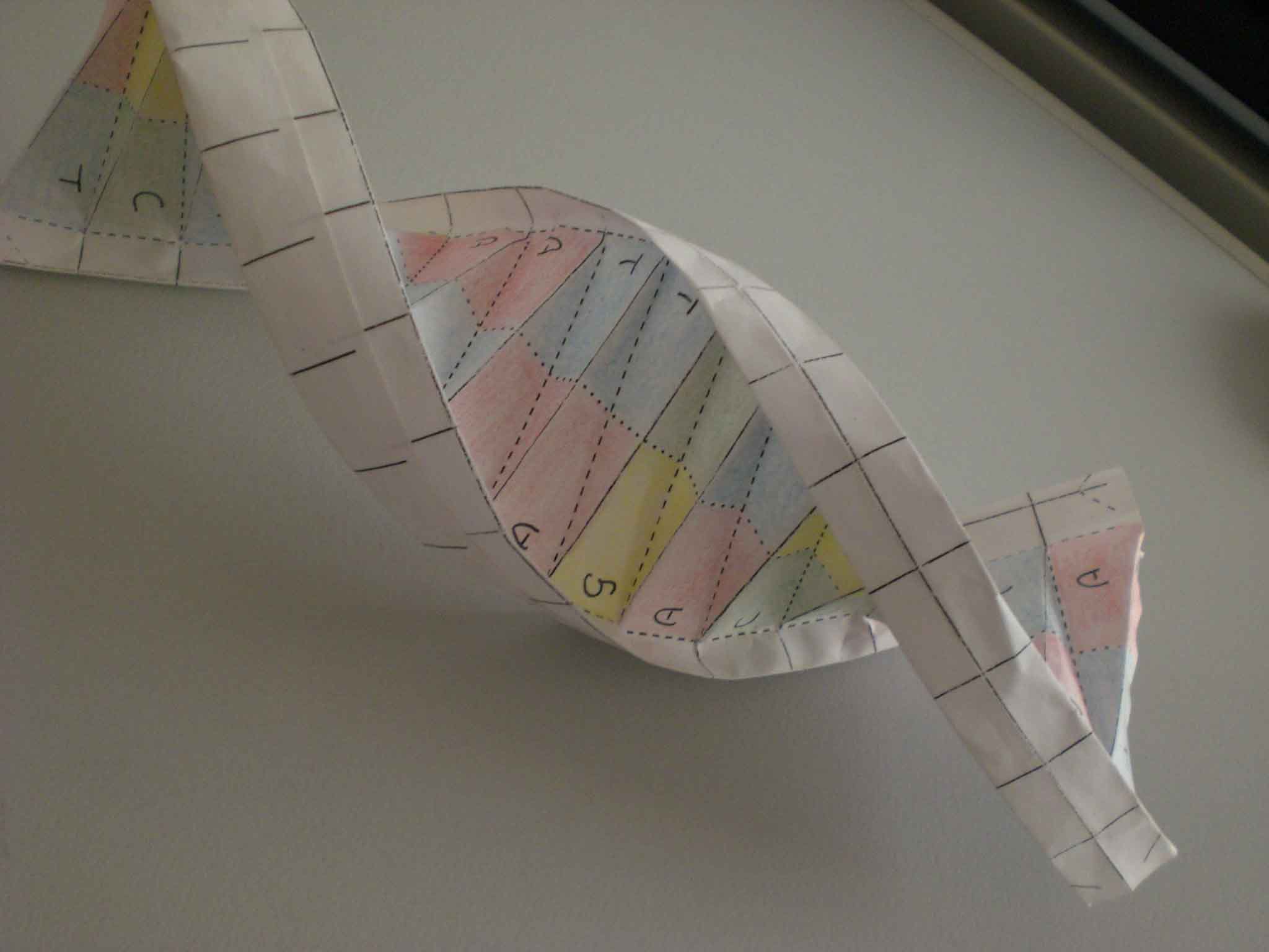 Molécula de ADN hecha en papel