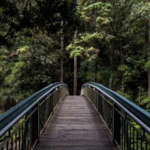 Bosque con puente de paso en medio