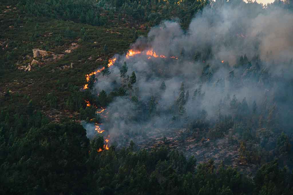 Incendio forestal