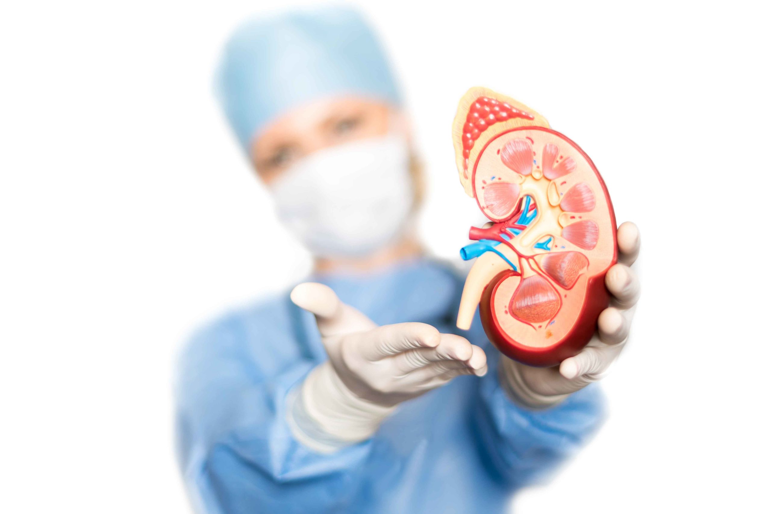 Doctora con figura de riñón en la mano