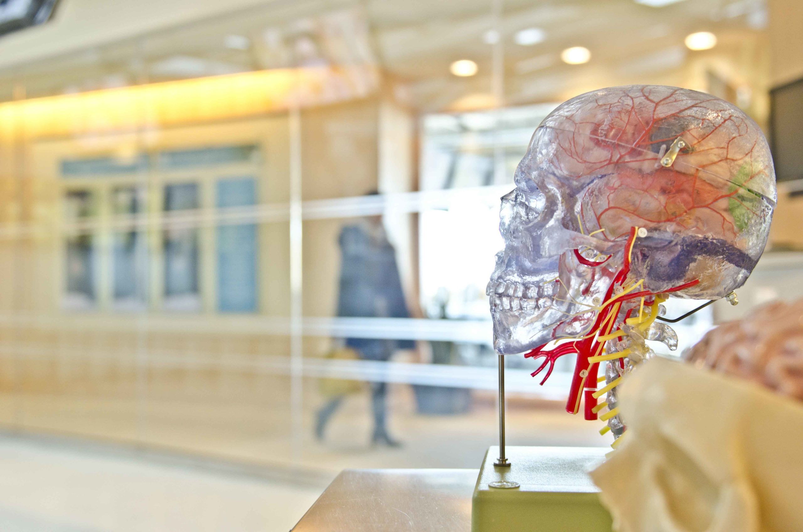 Imagen de maqueta de cerebro