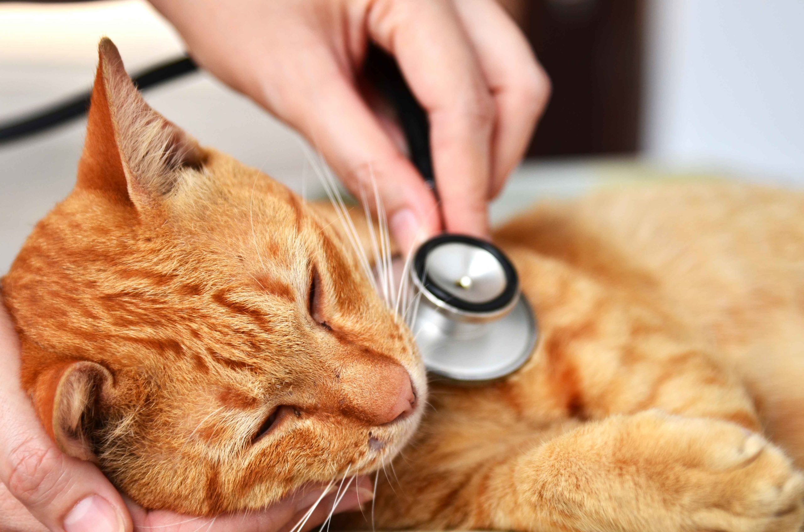 Veterinaria oscultando a gato naranja