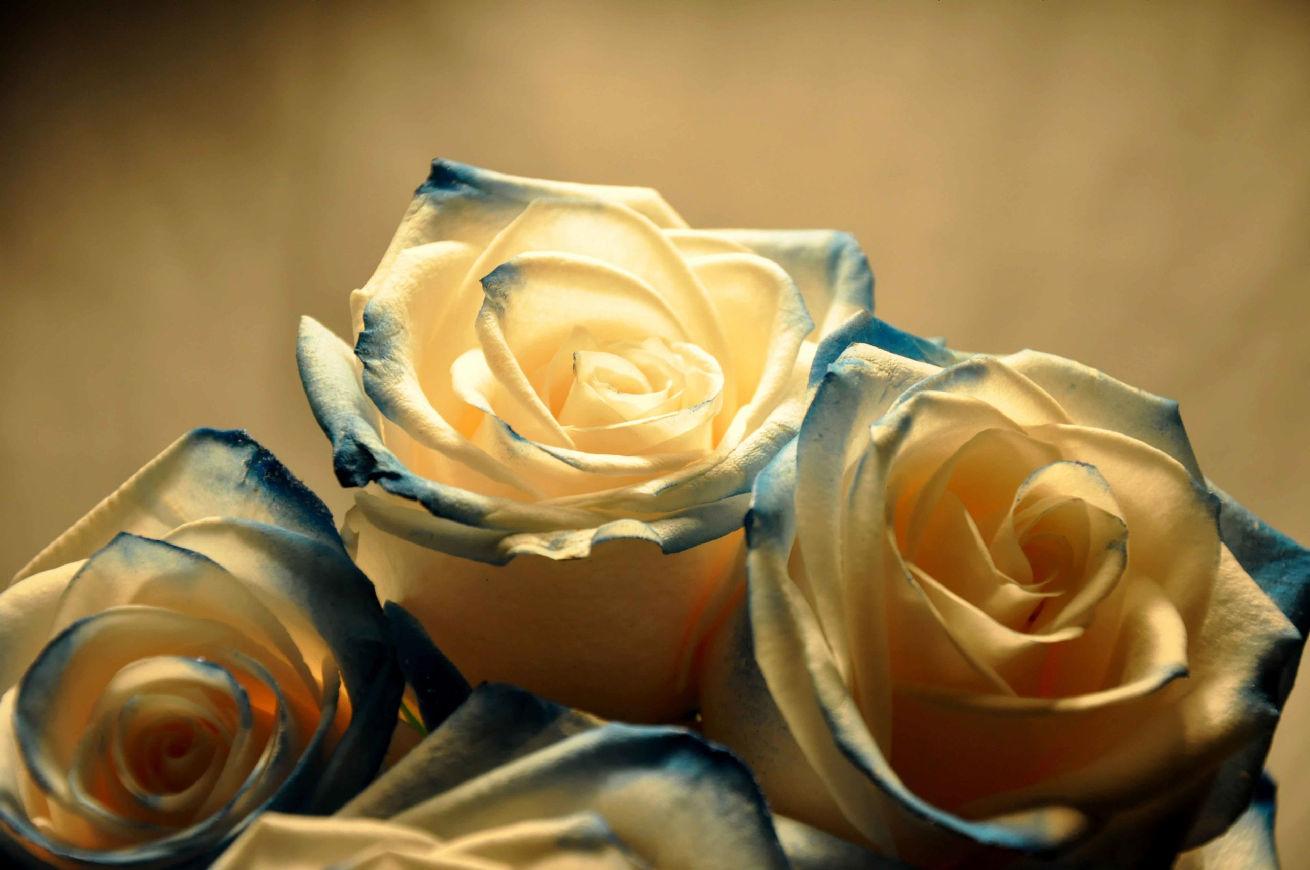 tres rosas blancas con bordes azules