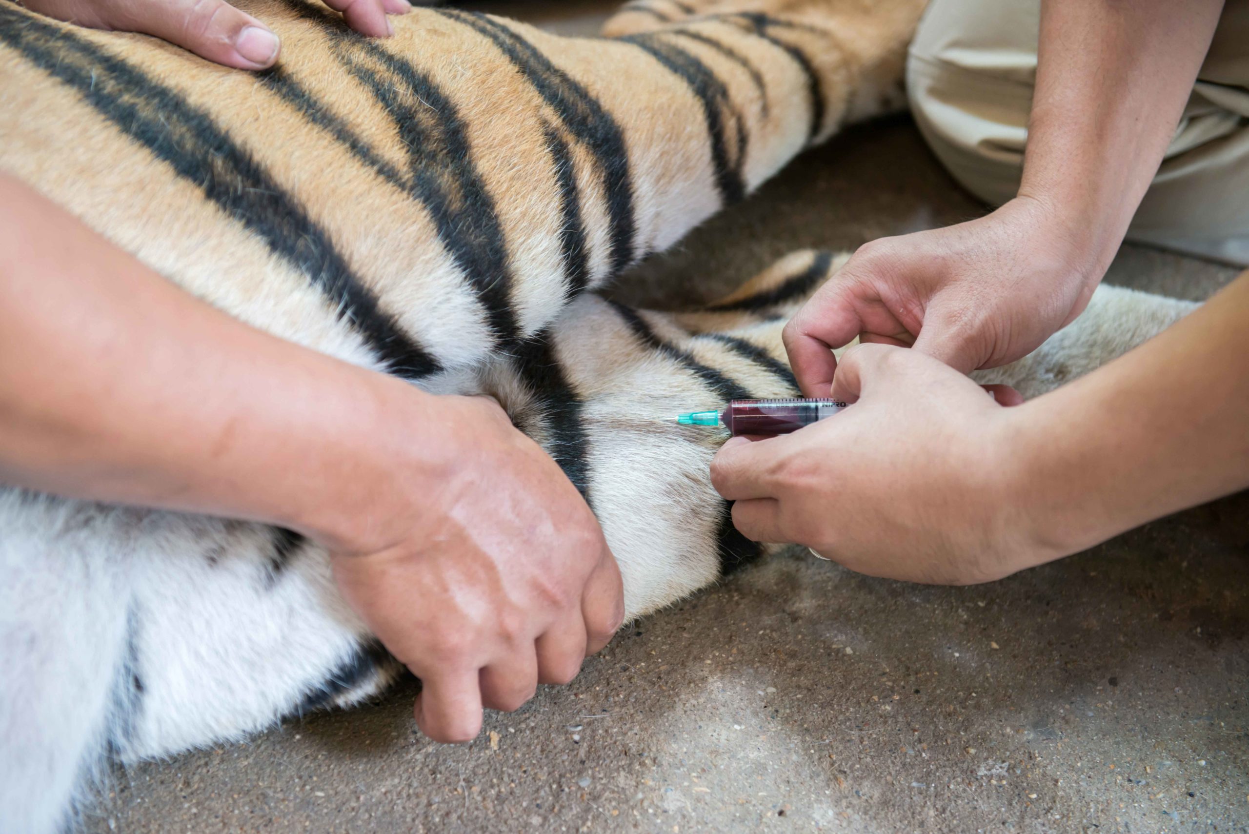 Veterinario poniendo inyección a tigre