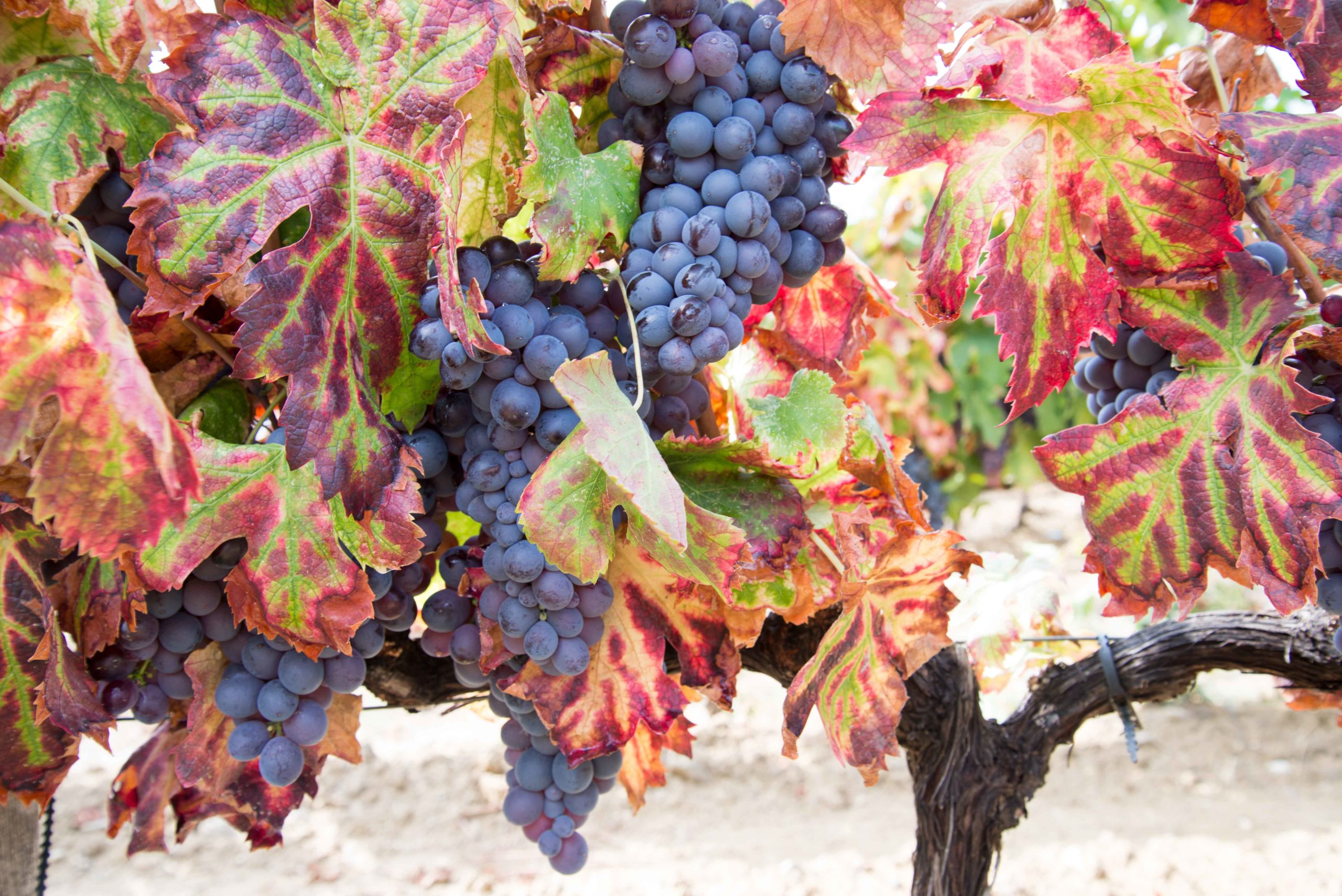 Racimos de uvas tintas en su planta